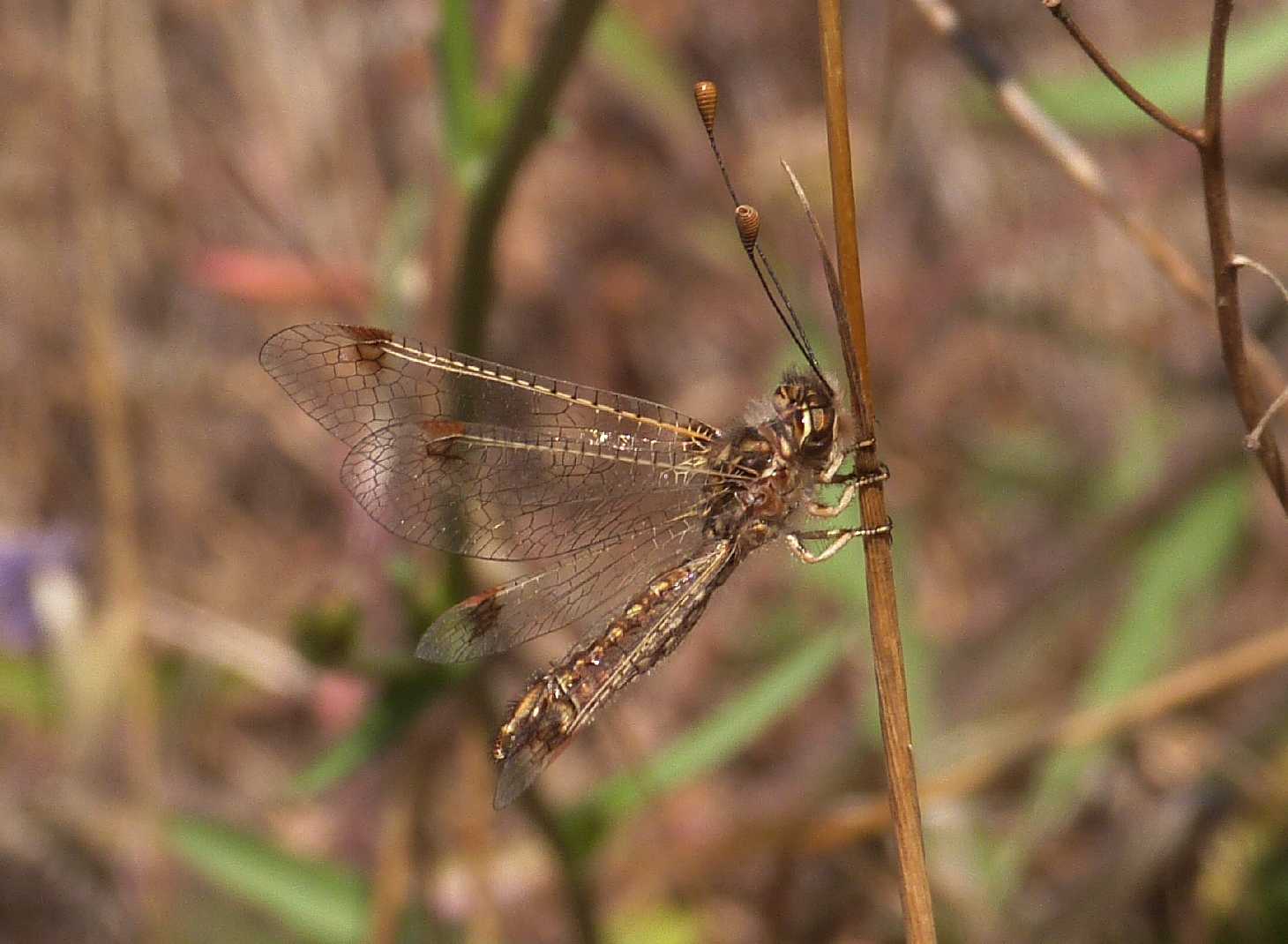 Deleproctophylla australis